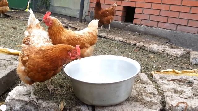 Почему таз пустой смотреть онлайн