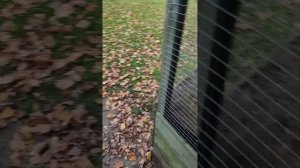 Видео для группы ФБ. Куры Азиль / Asil индийская порода.