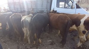 МОЛБОЗОР МАСТЧОХ 2022г. нархи молхои Букача Гуночин Оча Бача дар назди молбозор Лаби Канал 25-сентя