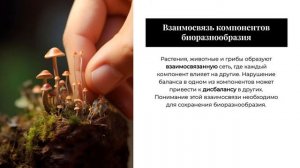 13 Биоразнообразие Роль и Значение Растений, Животных и Грибов