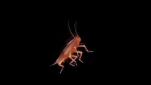 куми куми 1 час