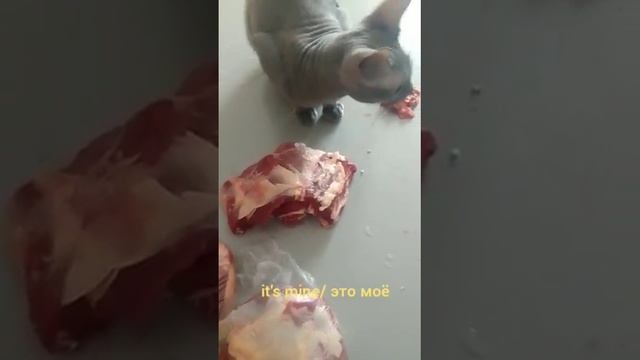 За что мы любим сфинкса Ферхата?!❤️❤️❤️