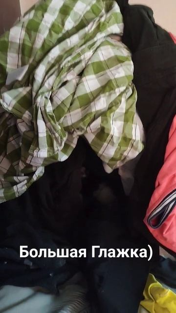 Марси гладит Шмотки после каникул у Бабушки) #кот #отпуск #ижевск #life #дом#уборка#домохозяйка смотреть онлайн