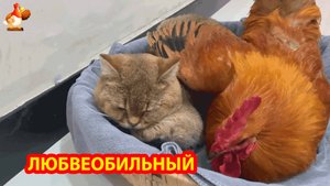 Любвеобильный Петух топтал Курицу и спал с Кошкой ❣️😍😂