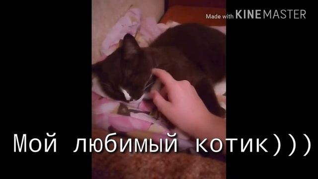НУ ОЧЕНЬ... МИЛЫЙ КОТИК!! смотреть онлайн