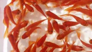 Комета красная Carassius auratus