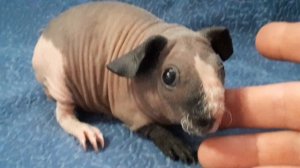 морская свинка скинни из питомника ZLATO VLASKA