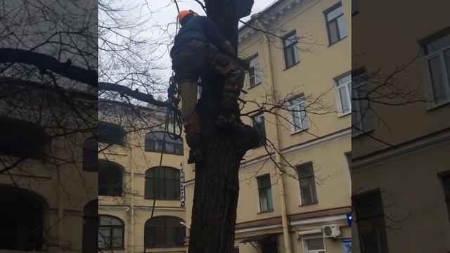 Валка деревьев, промальп