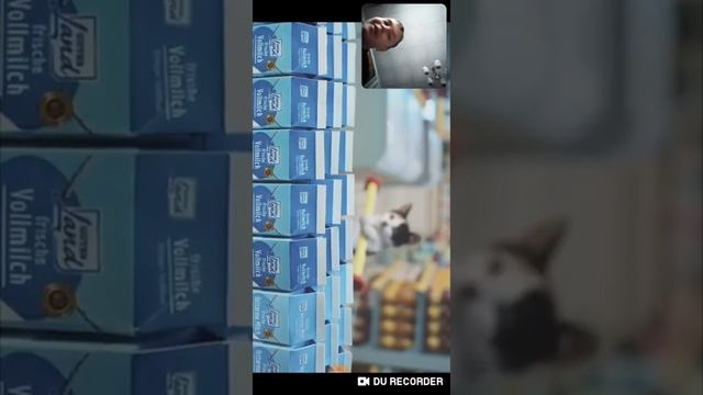 Моя реакция на если бы коты ходили в магазин смотреть онлайн