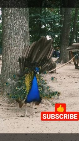 Peacock Dance Amazing Video 🦚|#peacock #amazing #short #video