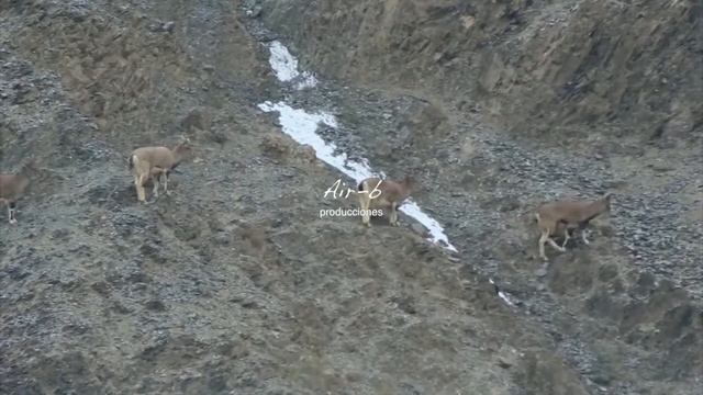 Snow Leopard Documentary смотреть онлайн