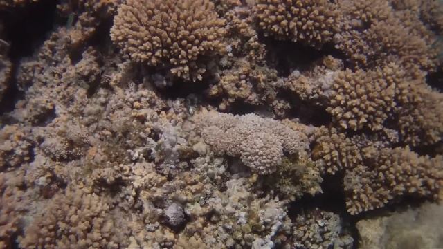 Schnorcheln Three Corners Fayrouz Plaza Beach Resort in Marsa Alam смотреть онлайн