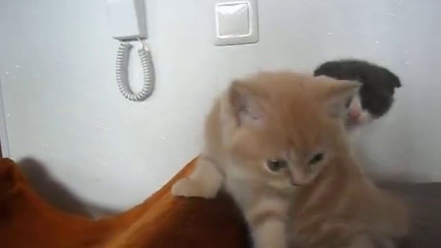 SAM 2232 смотреть онлайн