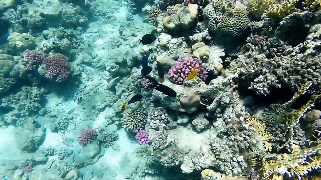 Marsa alam snorkeling Abu Dabbab смотреть онлайн
