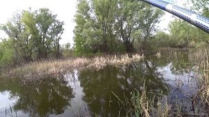 Рыбалка в ручье на поплавок. Ловля крупного карася на маховую удочку.