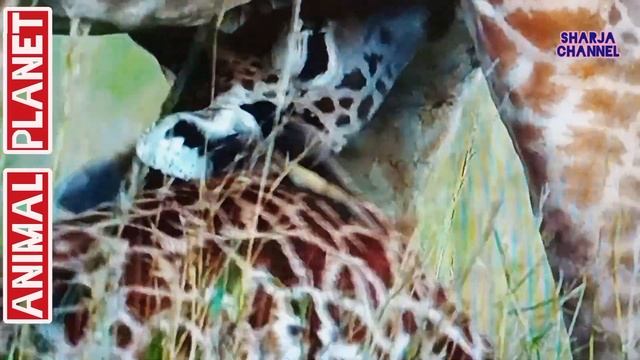 5 Jaw-Dropping Animal Encounters That Will Change Your Life смотреть онлайн