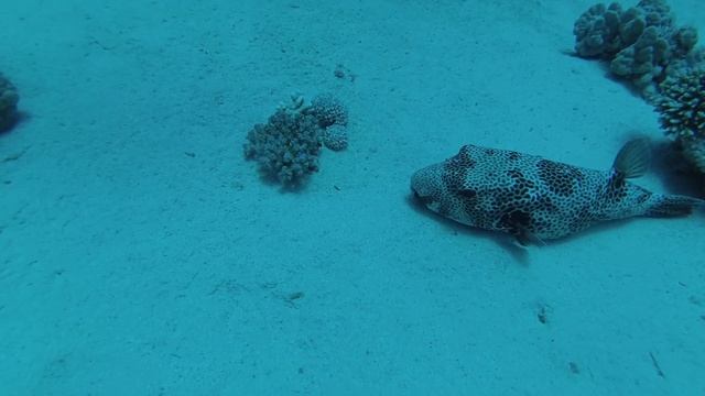 ABU DABBAB House Reef - Marsa Alam 2018 смотреть онлайн