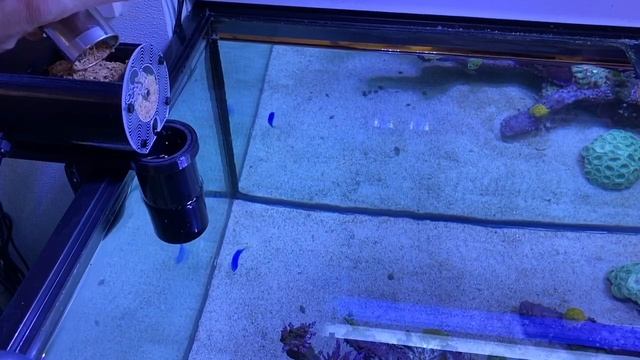 Plank Automatic Feeder Setup and Maintenance смотреть онлайн