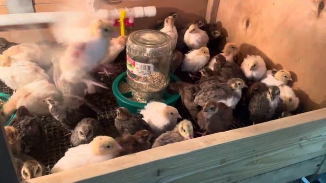 Селадон и техасец 13 суток смотреть онлайн