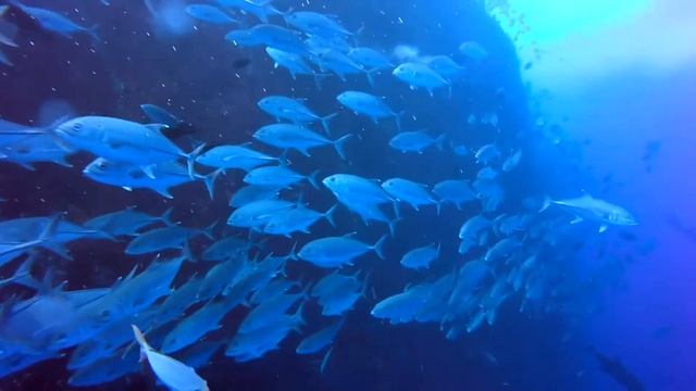 Sharks of Socorro - Scuba Diving in Roca Partida смотреть онлайн