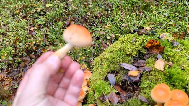 Ложноопёнок кирпично-красный (Hypholoma lateritium). Как выглядит гриб на месте произрастания.