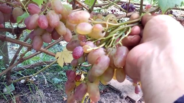 Виноград Віват Висока Піч Житомирщина як є смотреть онлайн