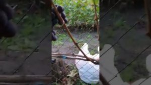 Виноград Антей 2021 року у Київській області