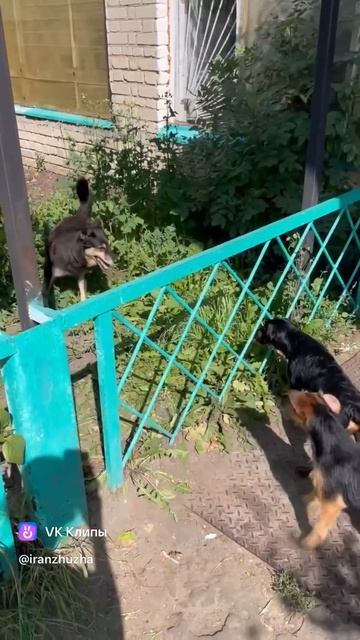 Знакомство собак