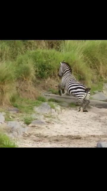 Зебра - Красивейший Житель Африки! #shorts смотреть онлайн