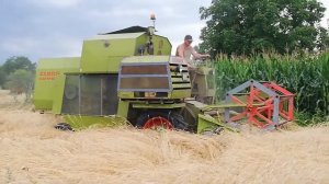 Kalászos aratás - Claas Comet