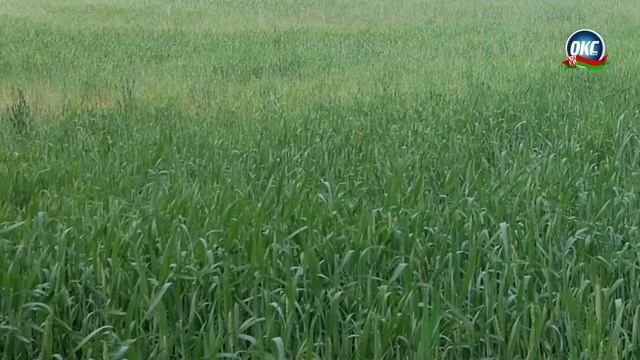 Школьники трудятся в студенческих отрядах смотреть онлайн