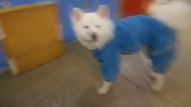 Одежда для собак от НЮАНс смотреть онлайн