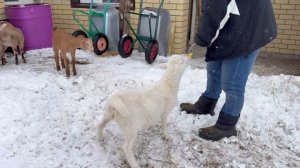 У нас тепло / Гуляем..