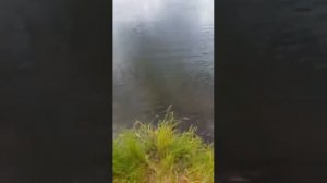 Снайперская стрельба из ИЖ-81