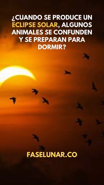 Cuando se produce un eclipse solar, algunos animales se confunden y se preparan para dormir 😱
