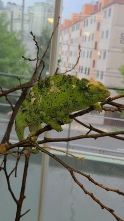 임신한 잭슨카멜레온(Pregnant Jackson Chameleon)