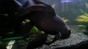 рыбка комета черная вуалевый