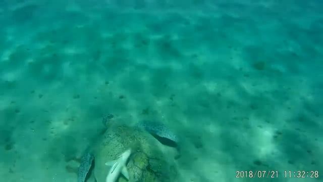 Abu Dabbab, Marsa Alam, Zatoka Żółwi 2018 смотреть онлайн