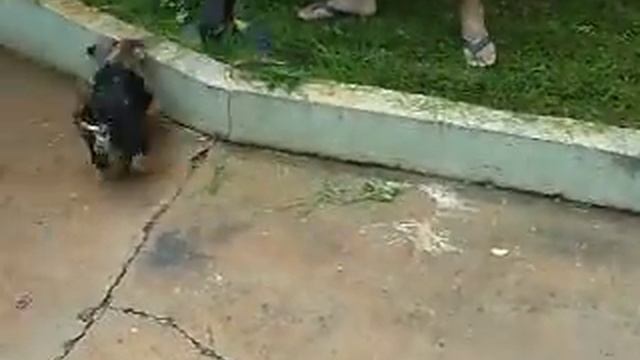 MEG E O CORTADOR DE GRAMA.avi смотреть онлайн