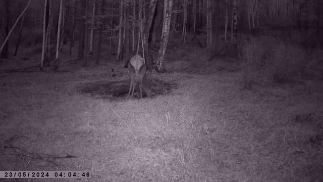 ИЗЮБРЯ И КОСУЛИ ИДУТ ОДНА ЗА ОДНОЙ смотреть онлайн