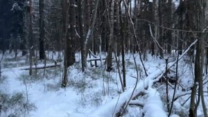 ПРИКЛЮЧЕНИЯ В ЛЕСУ: НЛО сносит лес; показался волк; обрядовое место. #лес #нло #людивлесу