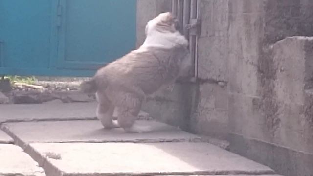 Пит-к АДИС АСКЕР.СЫН МЕДЖАЛА и БУЛКИ возраст 40 дн. смотреть онлайн