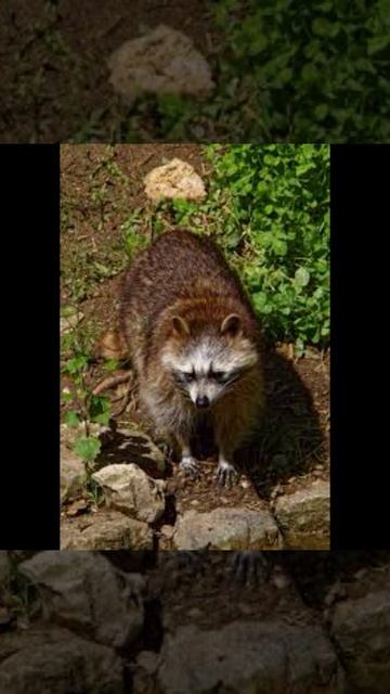 Дикие еноты устроили вечеринку в бассейне #саяхат смотреть онлайн