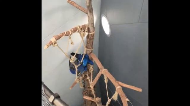 Green Planet Dubai смотреть онлайн