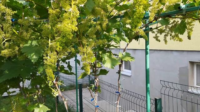 Виноград Сонечко Писанки О.М. чудово розквіт на перголі. смотреть онлайн
