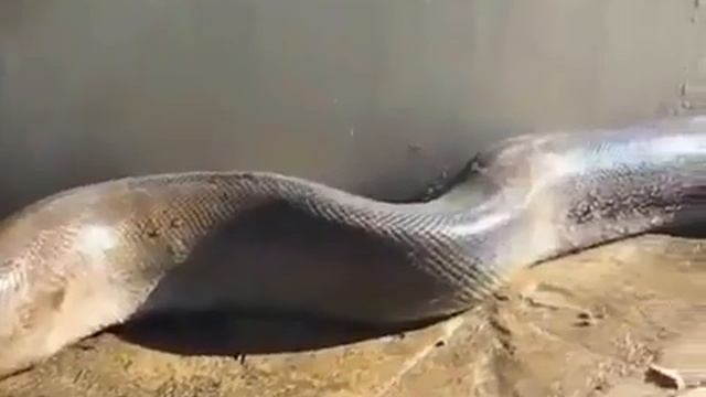 Очень огромная змея смотреть онлайн