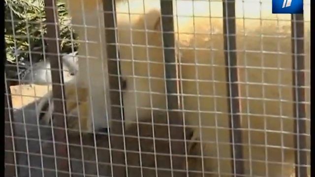 Наступление астрономической весны встретят обширной развлекательной программой смотреть онлайн