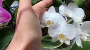Цветение орхидей, новости, болталка