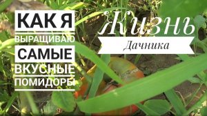 История🌱о вкусных Помидорах🍅на моём приусадебном участке (Жизнь настоящего Дачника)