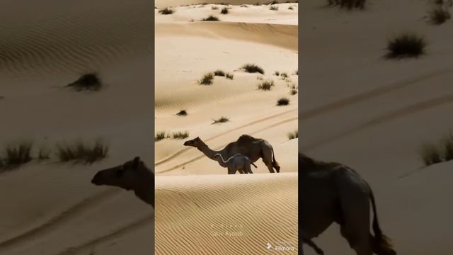 Красивая мелодия пустыни смотреть онлайн